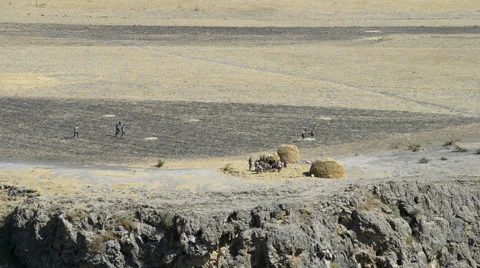 Farmers using cattle to separate the teff grain, Ethiopia, Africa Stock Footage 48581646