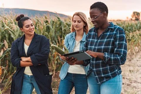 Farmers using digital tablet in corn field at sunset Stock Photos