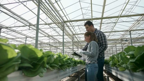 Farmers using modern technology to check crop of organic green salad Stock Footage 115707951