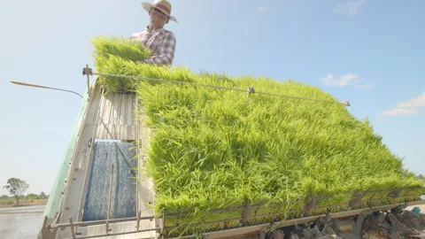 Farmers using the rice planter machine or rice transplanter in a rural area. Vidéo 248504887