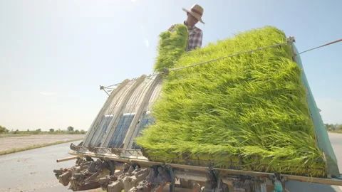 Farmers using the rice planter machine or rice transplanter in a rural area. Vidéo 248505235