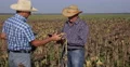 Farmers Using Tablet Cardboard Men Examining Sunflower Plants Food Crops Field 4k or 4k+ Resolution
