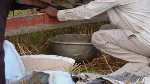 Farmers using a threshing machine Stock Footage 311720229