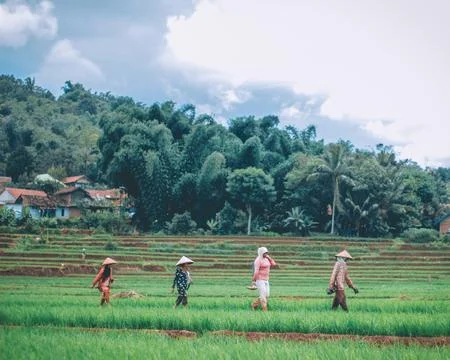 The farmers walk in the fields Foto stock