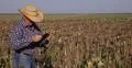 Farmers Walking Through Sunflower Field Organic Agriculture Men Check Crop Look 4k or 4k+ Resolution
