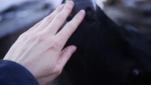 Farmers weathered hand softly stroking black cows muzzle, conveying deep rural Stock Footage 318417897