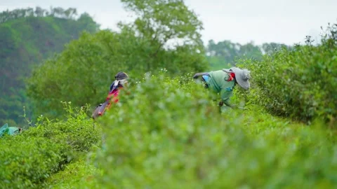 Farmers weeding in oolong tea fields Stock Footage 313358140