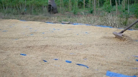 Farmers will distribute rice using a rake Vídeo Stock 99632119