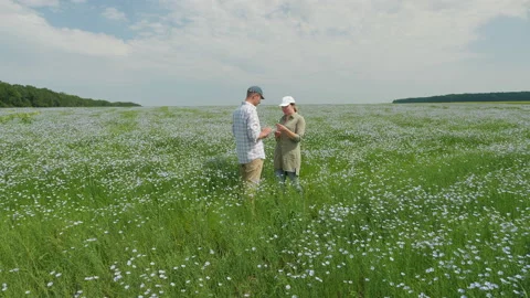 Farmers work with digital tablet in a blossoming flax field Stock Footage 157321168