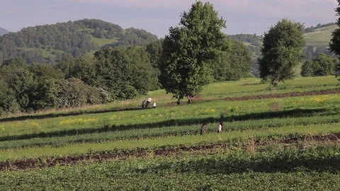 Farmers work in the field Vidéo 77590457