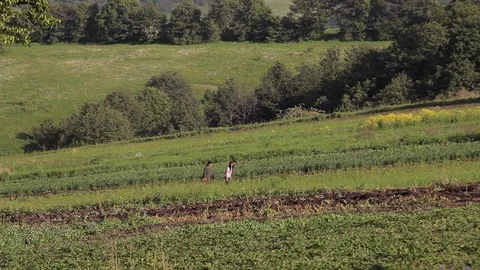 Farmers work in the field Stock Footage 77590487