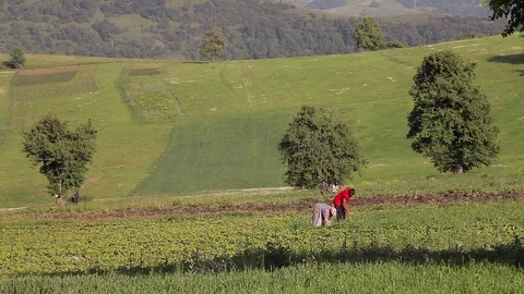 Farmers work in the field Vidéo 77590501