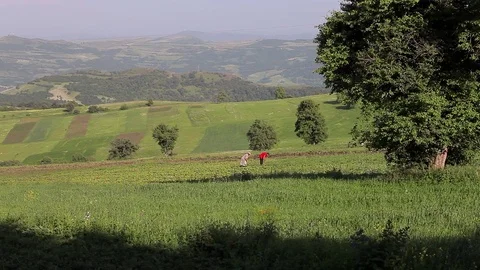 Farmers work in the field Vidéo 77590578