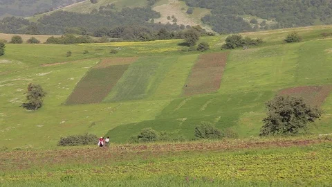 Farmers work in the field Vidéo 77591001