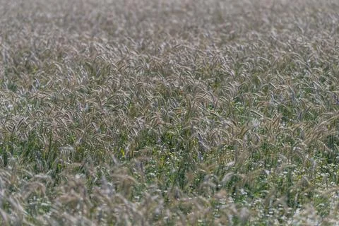 Farmers work in fields of ripe wheat in Europe where the harvest takes place  Stock Photos
