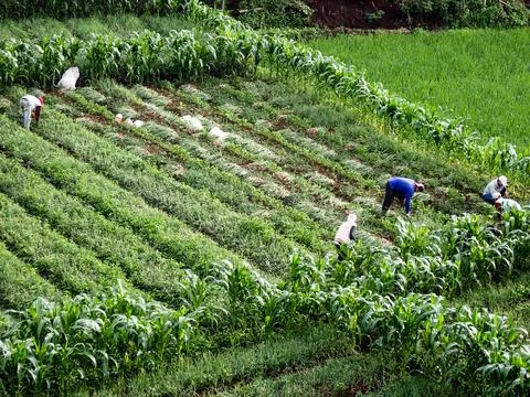Farmers work in the fields with various kinds of crops. Stock Photos