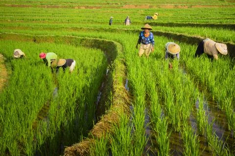 Farmers work in the morning in a rice field area in Bengkulu, Indonesia Stock Photos