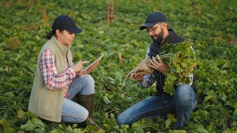 Farmers work with a tablet in a beet field Stock Footage 116889806