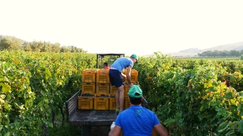 Farmers work in the vineyard by loading the grapes on the truck in the vineyard Stockbeeldmateriaal 80415044
