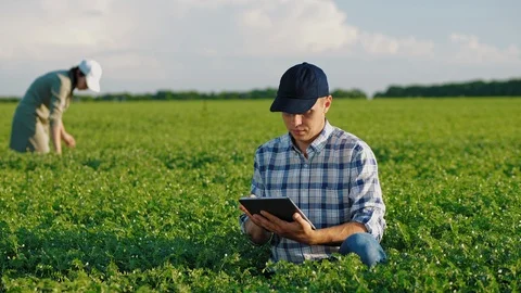 Farmers working in a chickpea field at spring Vidéo 110460898