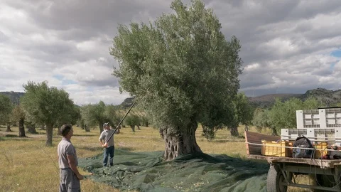  farmers working with eletric comb and net. harvesting olives in South of Italy Stock-Footage 110910325