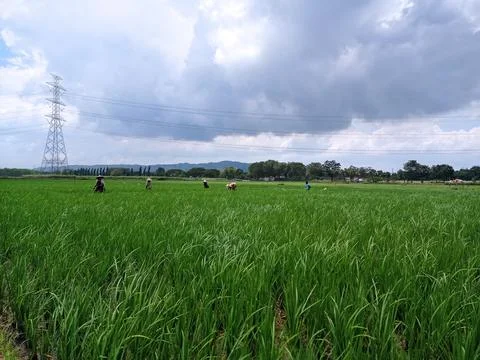 Farmers working in the fields clearing the grass against the blue sky background Stock Photos
