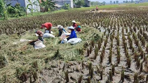 Farmers working in the fields Stock-Footage 241084695