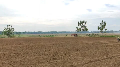 Farmers working the fields In Pati, Central Java Indonesia Stock Footage 215896531