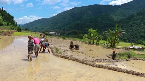 Farmers working in the fields to plant paddy Stock Footage 155276907
