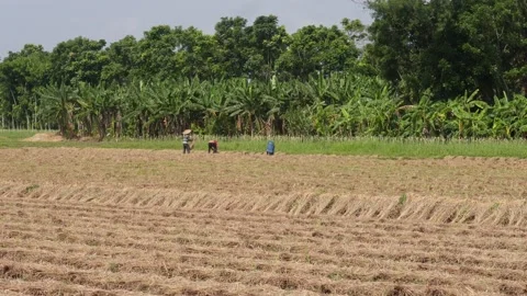 Farmers Working 스톡 동영상 335210781