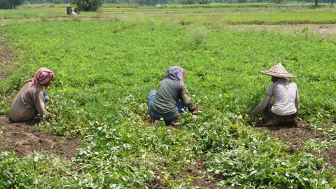 Farmers Working 库存影片 342814785