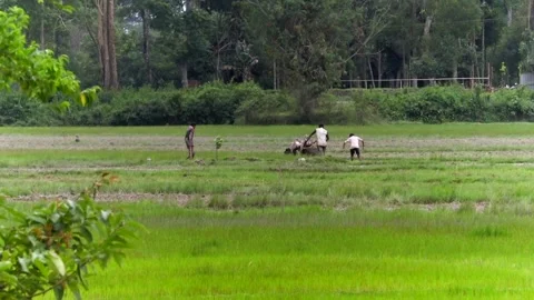 Farmers working in paddy fields during agricultural activities in rural Assam Stock Footage 336532955