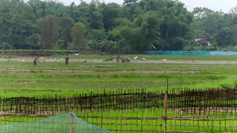 Farmers Working in Paddy Fields During Rice Cultivation in Dibrugarh, Assam Vídeo Stock 339762526