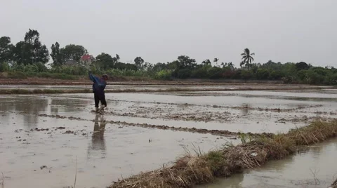 Farmers working in the rice fields Stock Footage 45919531