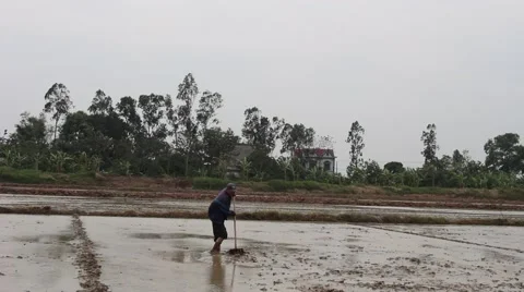 Farmers working in the rice fields Stock-Footage 45919539