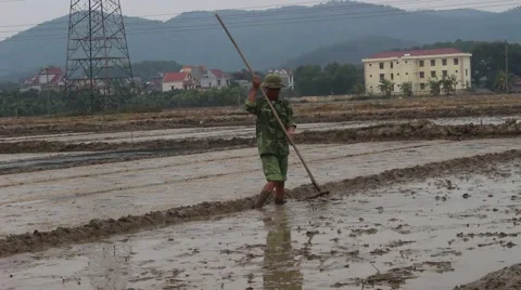 Farmers working in the rice fields Stock Footage 45919821