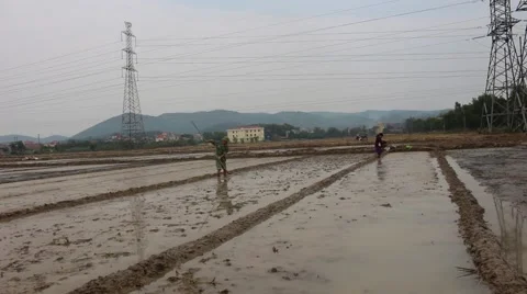 Farmers working in the rice fields Stock Footage 45919842