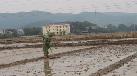 Farmers working in the rice fields Stock Footage 45919845