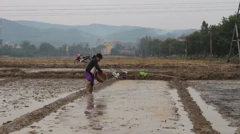 Farmers working in the rice fields Stock Footage 45919847