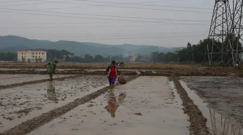 Farmers working in the rice fields Stock-Footage 45919859