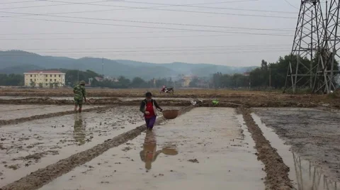 Farmers working in the rice fields Stock Footage 45919861