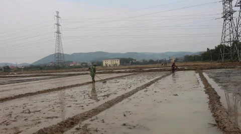 Farmers working in the rice fields 스톡 동영상 45919868