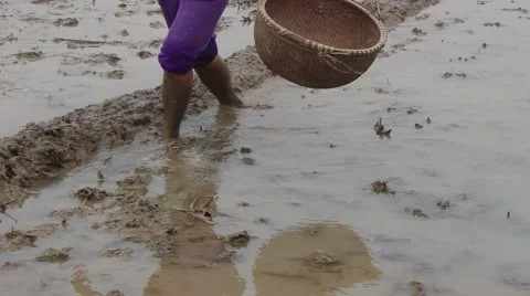 Farmers working in the rice fields Video stock 45919875