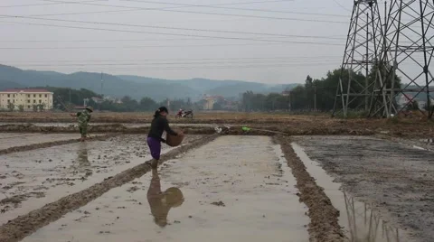 Farmers working in the rice fields Stock Footage 45919879