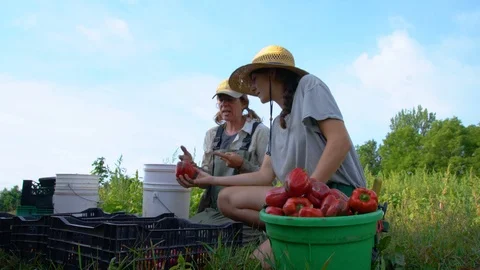 Farmers working on a vegetable farm Stock Footage 115114464