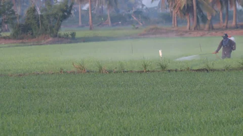 Farmerworkinricefield HD Stock Footage 34970041