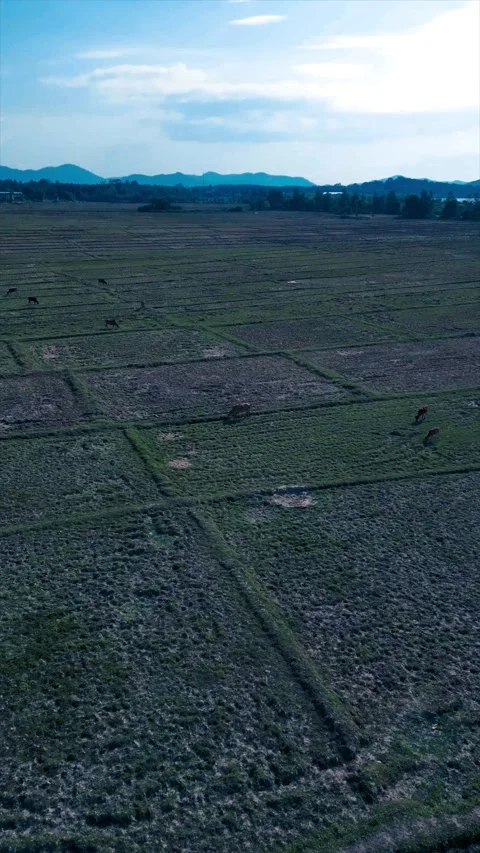 Farmfields in Thailand Stock Footage 231135445