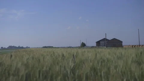 Farmhouse between wheat fields Stock Footage 71178961