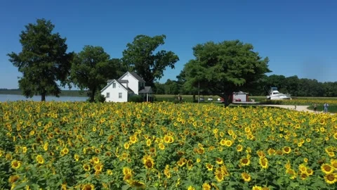 Farmhouse Sunflower Field Pullback Stock Footage 269846171