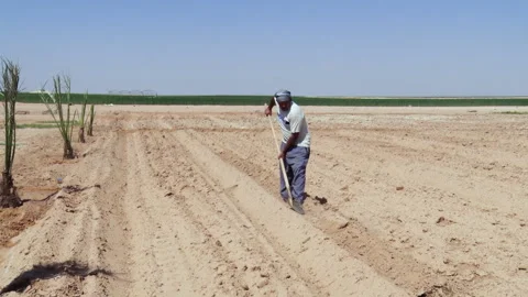 Farming activity takes place in a vast field under a clear blue sky in a rural Stock Footage 302954972